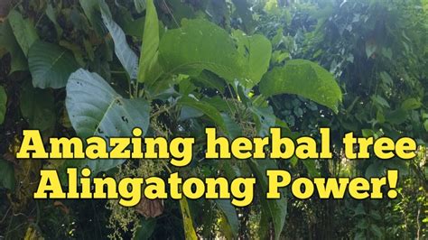 what is alingatong tree